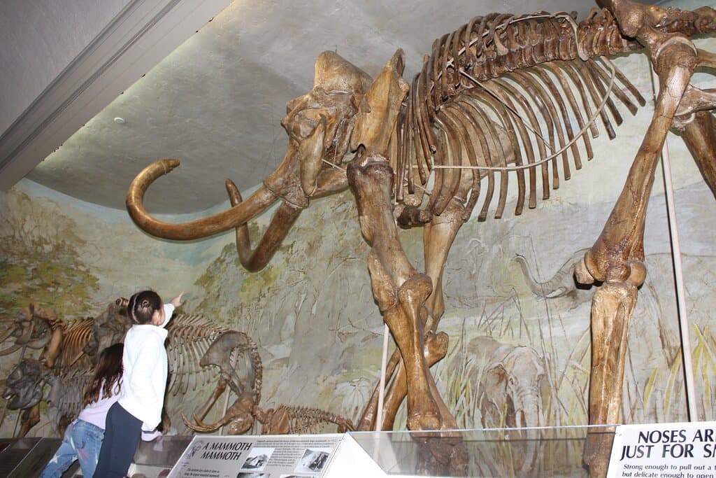 Marvel at Archie, the world's tallest fully mounted Columbian mammoth fossil. At 14-feet, he's the central fossil in a parade of mammoths and mastodons in the museum's iconic Elephant Hall. 