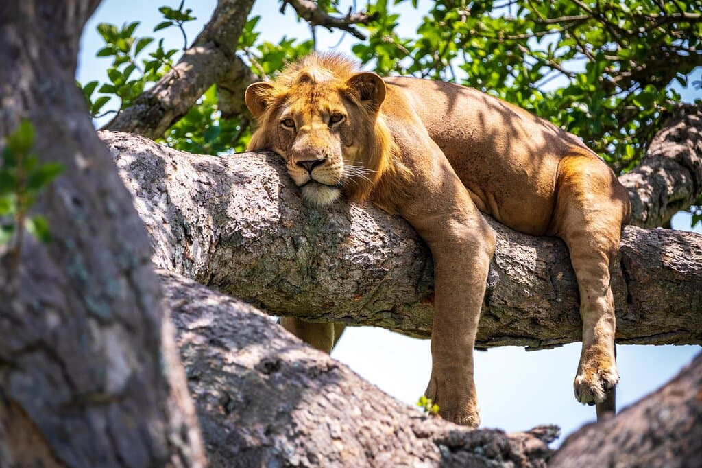 A majestic lion lounges on the sturdy branches of an acacia tree in Lake Manyara, its golden fur blending with the dappled sunlight filtering through the leaves.