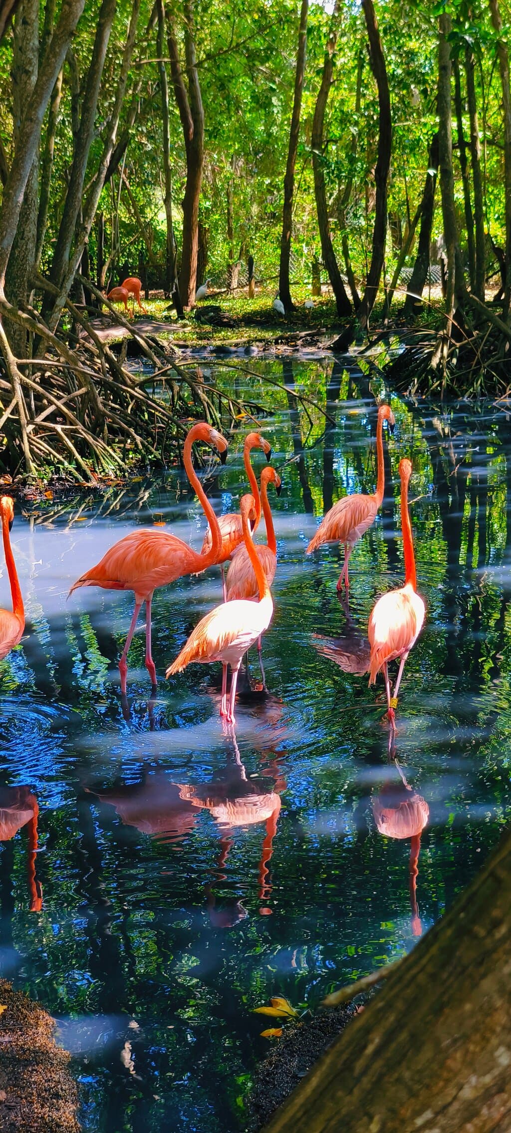 Aviario Nacional de Colombia