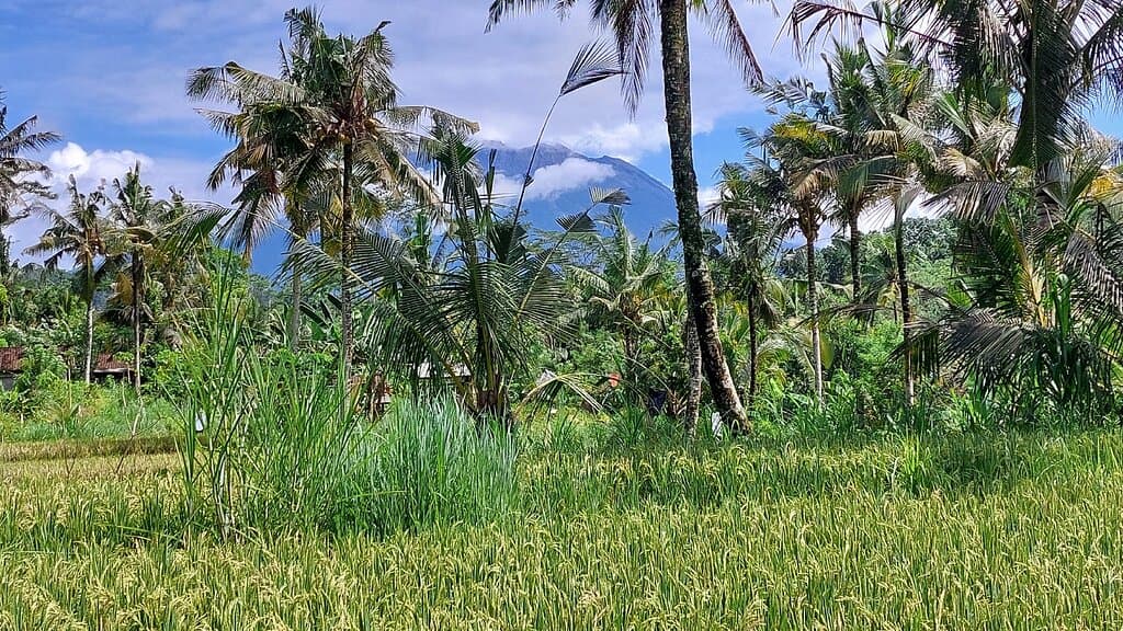 Wat een leuk uitzicht op de rijstvelden. 
