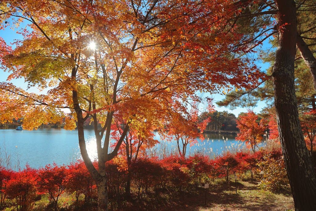 道の駅 ビーナスライン蓼科湖:紅葉と蓼科湖