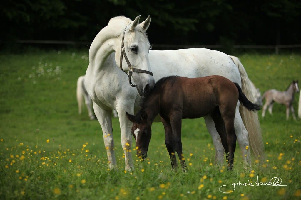 Das Lipizzanergestüt Piber züchtet seit 1920 die älteste Kulturpferderasse Europas: die Lipizzaner. Das Gestüt bewahrt und pflegt im Rahmen des immateriellen Kulturerbes der UNESCO jahrhundertealtes Wissen zur Zucht und Aufzucht der Lipizzaner und zeichnet sich für den Nachwuchs der legendären Weißen Hengste der Spanischen Hofreitschule in Wien verantwortlich.