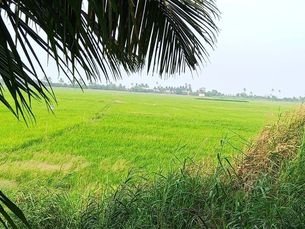 Houseboat Cruise Alleppey Backwaters Kerala