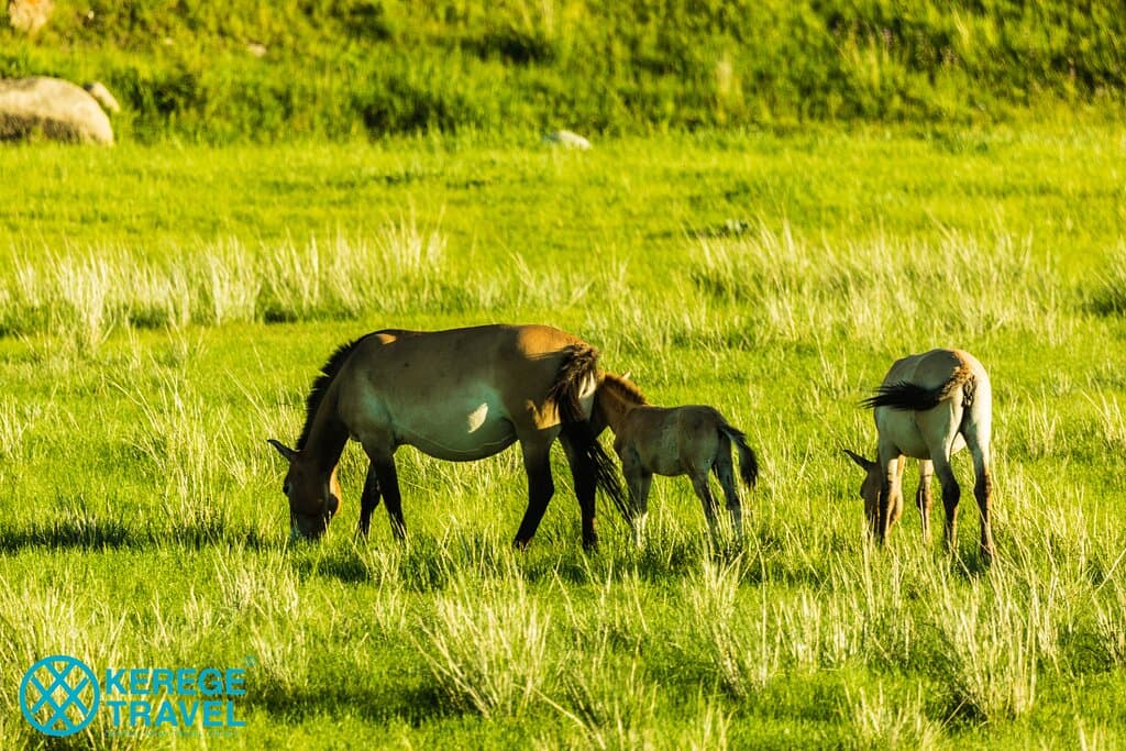 Khustai National Park is located in the Töv Province of Mongolia, approximately 100 kilometers southwest of Ulaanbaatar, the capital city. It is recognized for its conservation efforts to protect and reintroduce the endangered Przewalski's horse, also known as takhi or Mongolian wild horse, back into its native habitat.