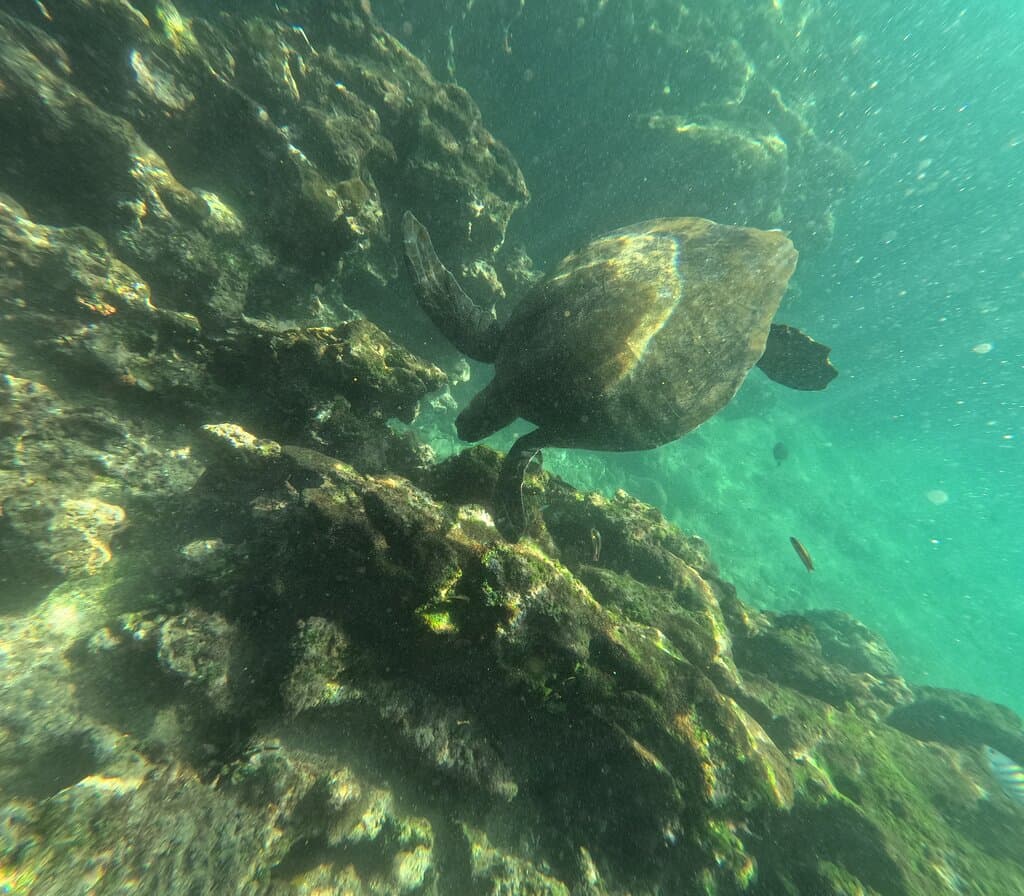 South Plaza Island