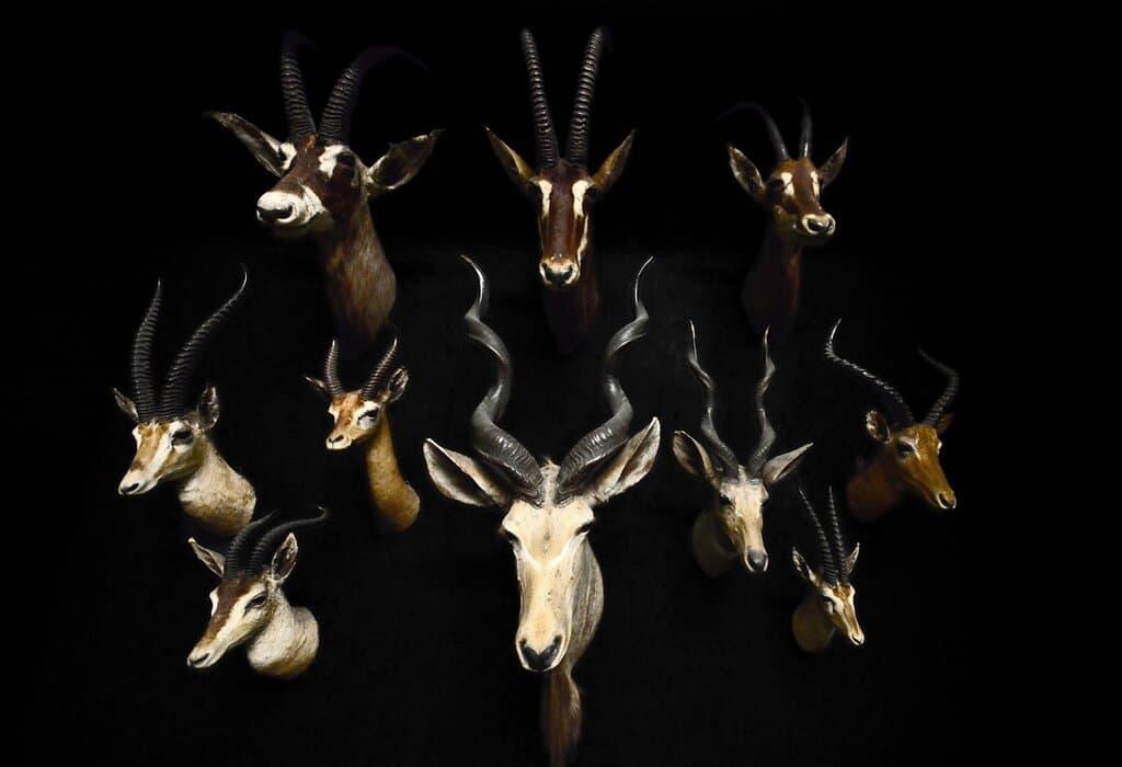 Considerata una delle più importanti in Italia per la varietà di specie animali che raccoglie, la Collezione di Zoologia sorprende e affascina visitatori di ogni età.