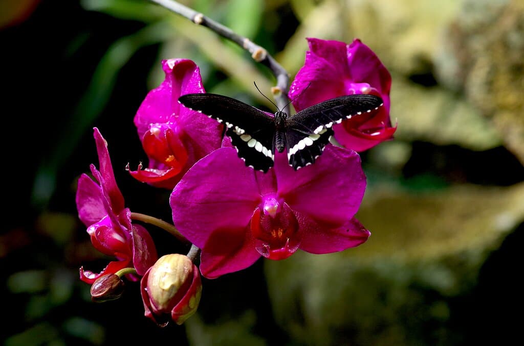 Papillon sur orchidée