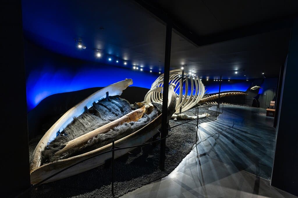 The blue whale