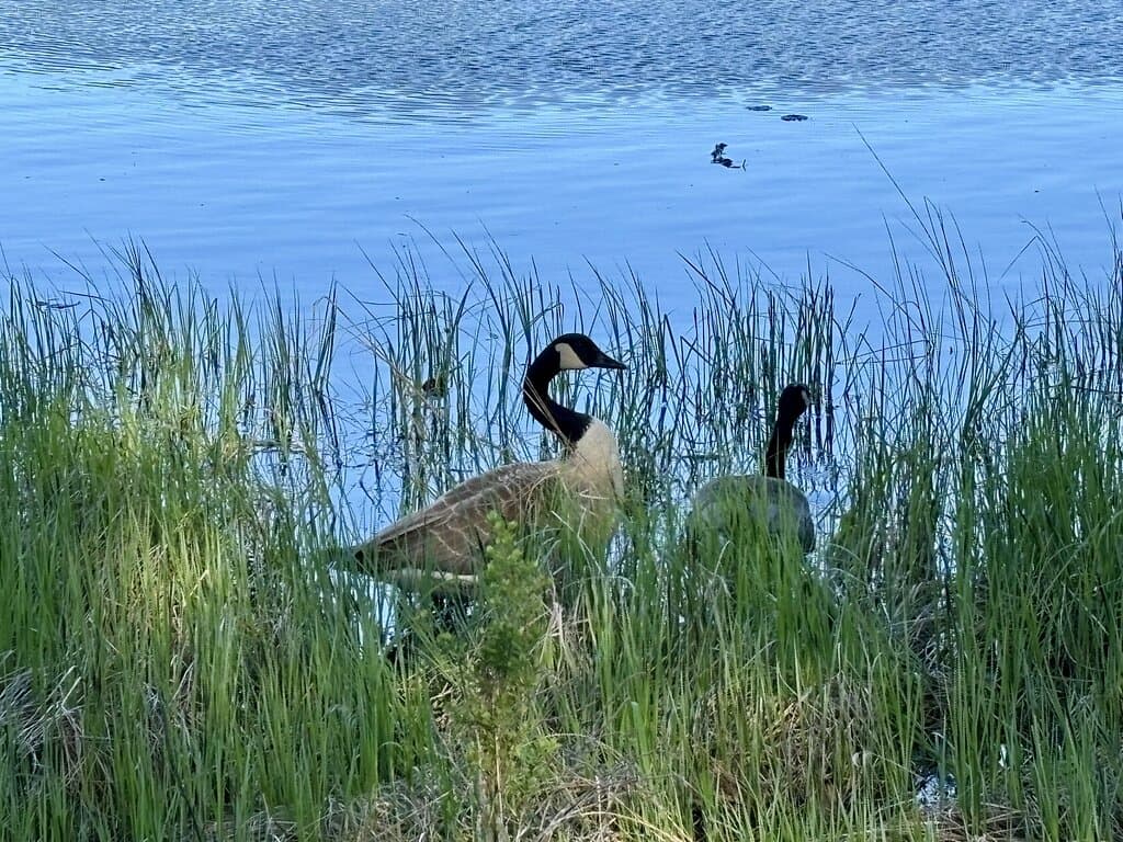Witch Hole Pond