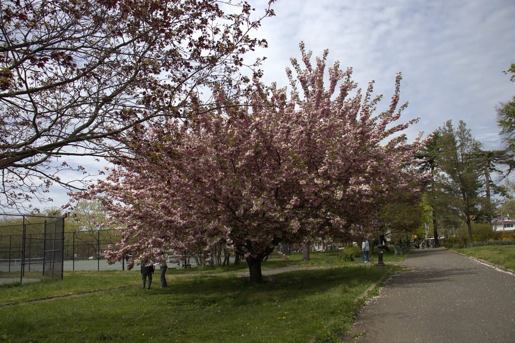 Kissena Park