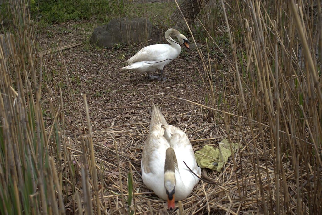 Kissena Corridor Park Queens