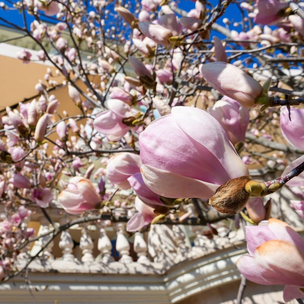 Visit the Hungarian Arts and Business (HAB)