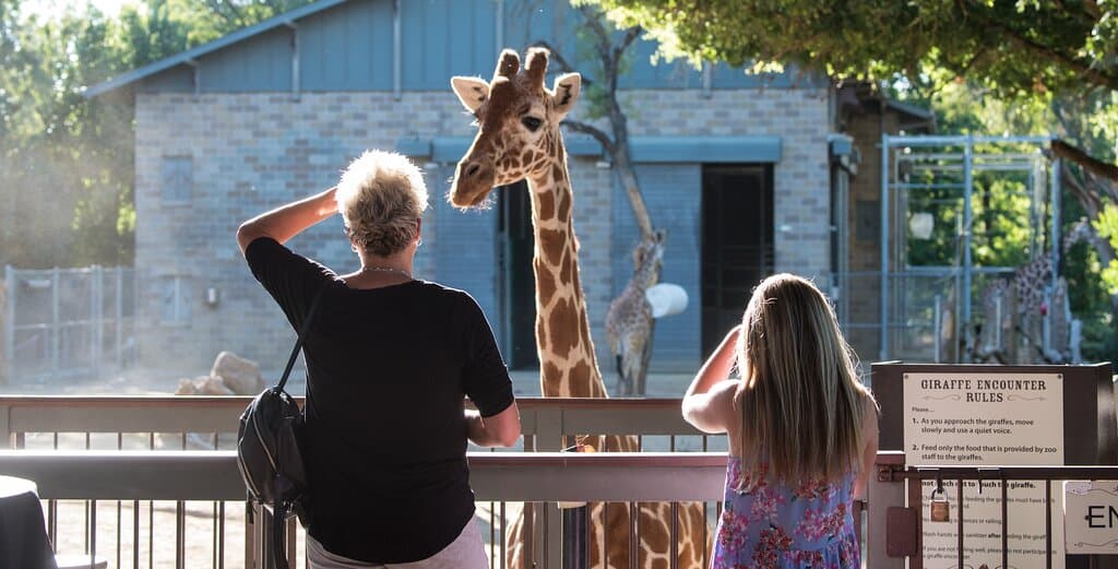 Visit the Giraffe Encounter to get eye-level with these gorgeous giants.