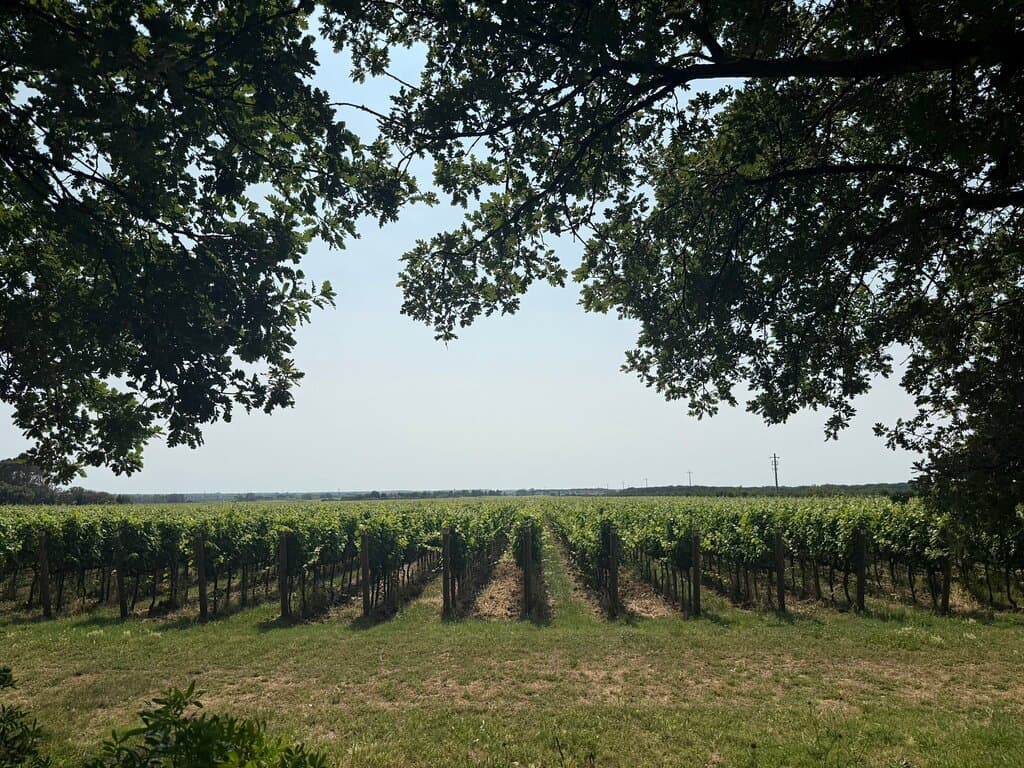 Guado al Tasso Estate