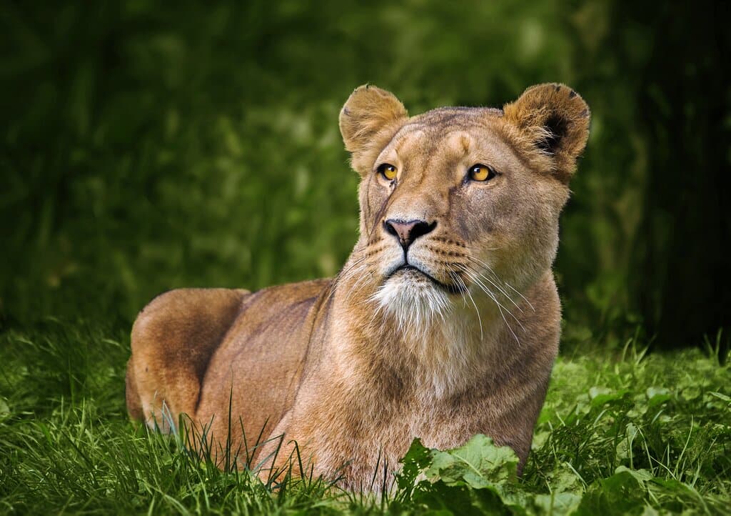 Ontmoet de machtige leeuwen