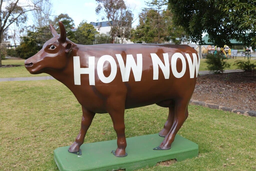 How Now Brown Cow