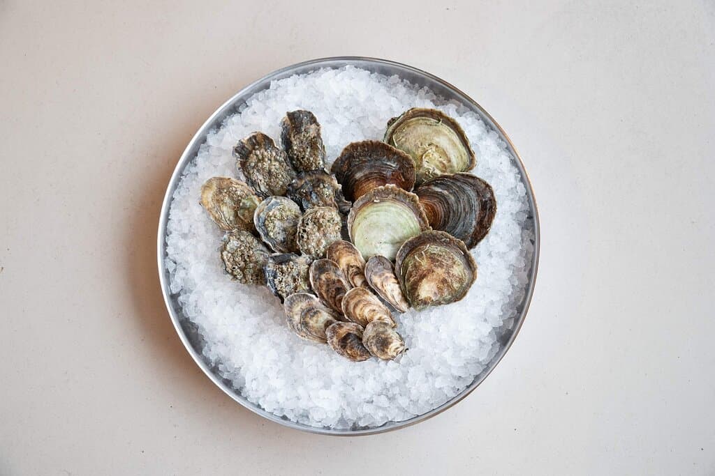 Oysters