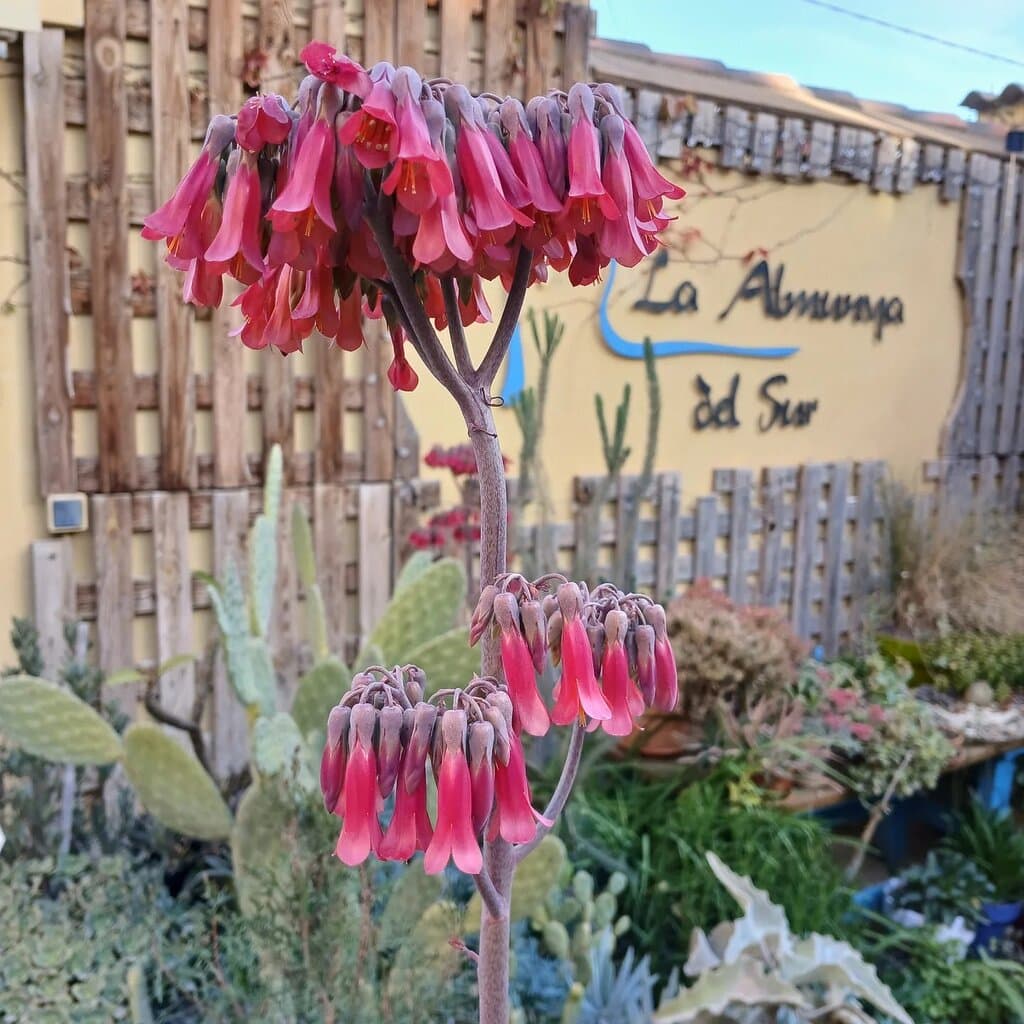 Jardín Botánico La Almunya del Sur