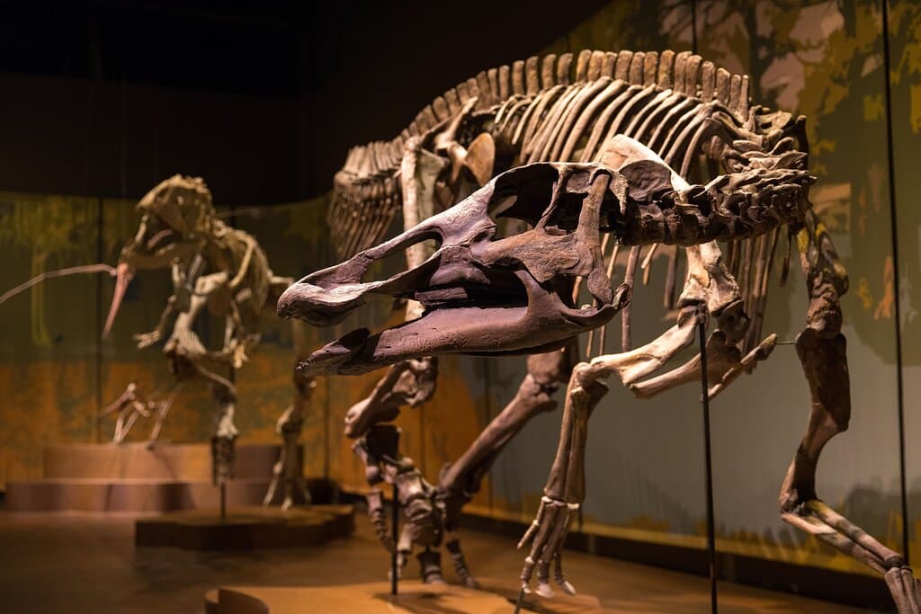 Learn about dinosaurs of the Southeast and beyond in the Fossil Gallery