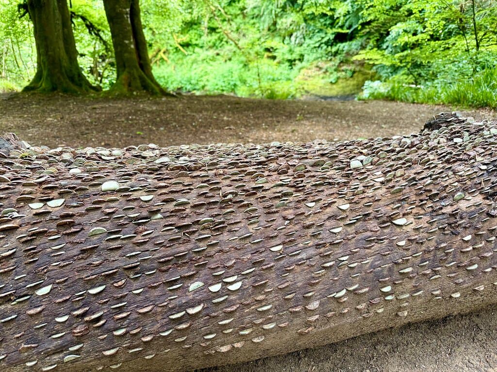 This ‘money tree’ is a curious site along the circular Tarr Steps Walking Trail in the Exmoor National Park. 