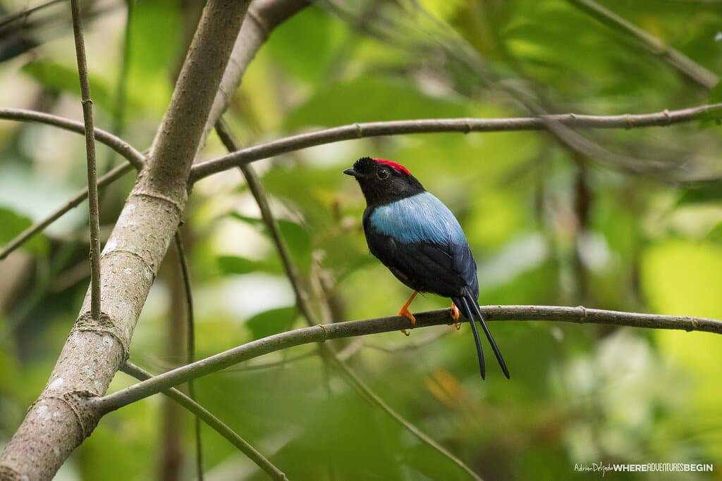 Manakin encontrado en nuestros senderos. 