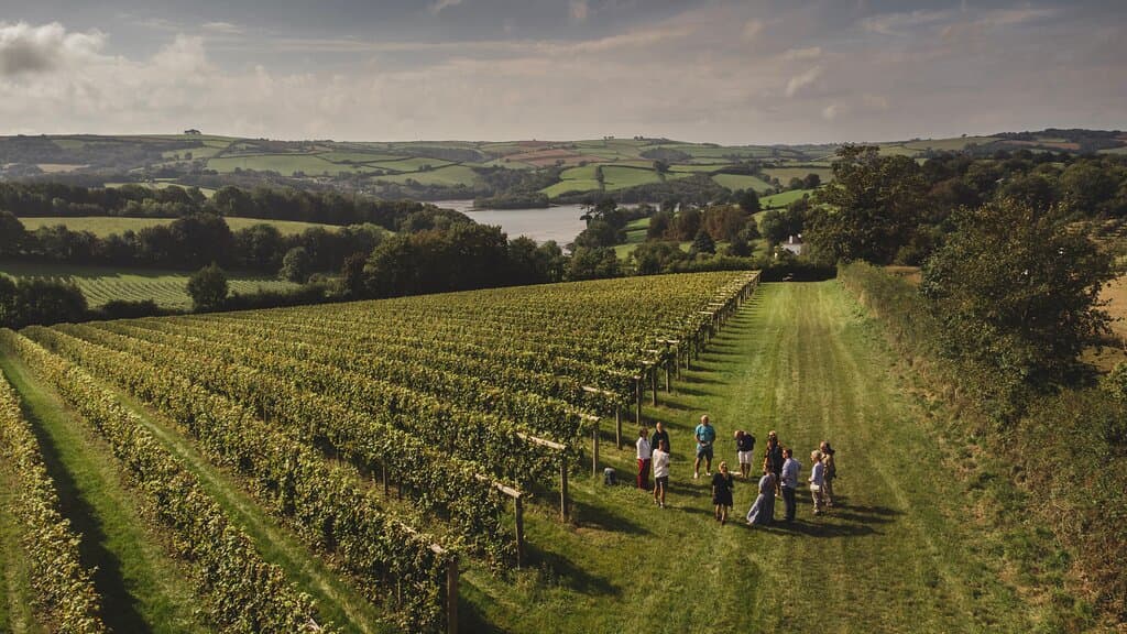 Vineyard Safari