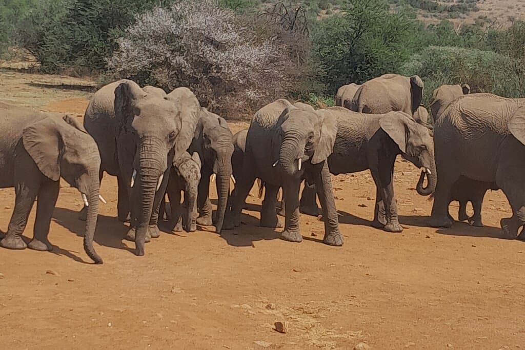 Pilanesberg National Park