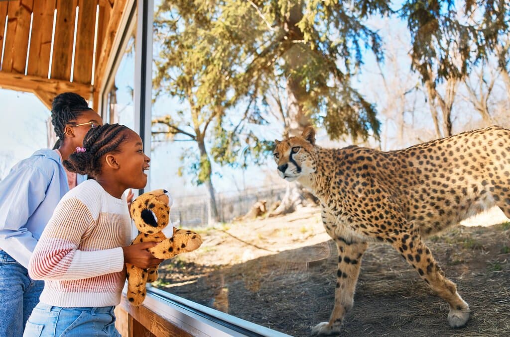 Experience thrilling up-close encounters with incredible animals like cheetahs at the Oglebay Good Zoo.