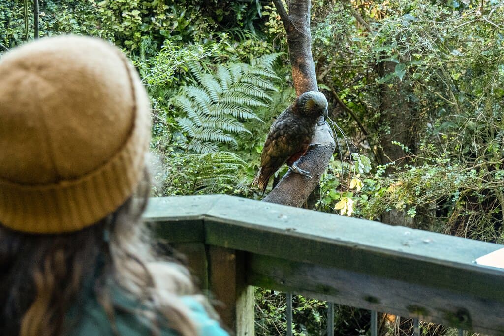A visitor views a kākā during a guided tour. Thanks to conservation at the sanctuary kākā are now numerous and are spreading outside the sanctuary. 