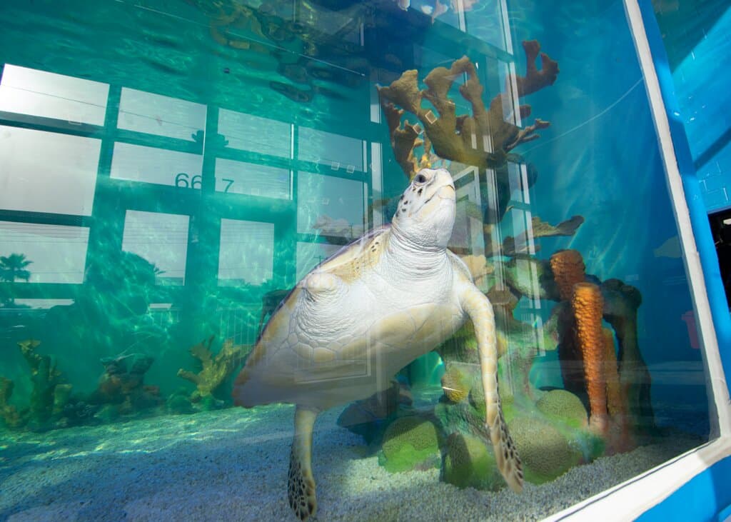 Visiting the largest enclosed sea turtle hospital in the world located on South Padre Island, TX! This is Cowgirl, a beautiful Atlantic Green sea turtle resident.