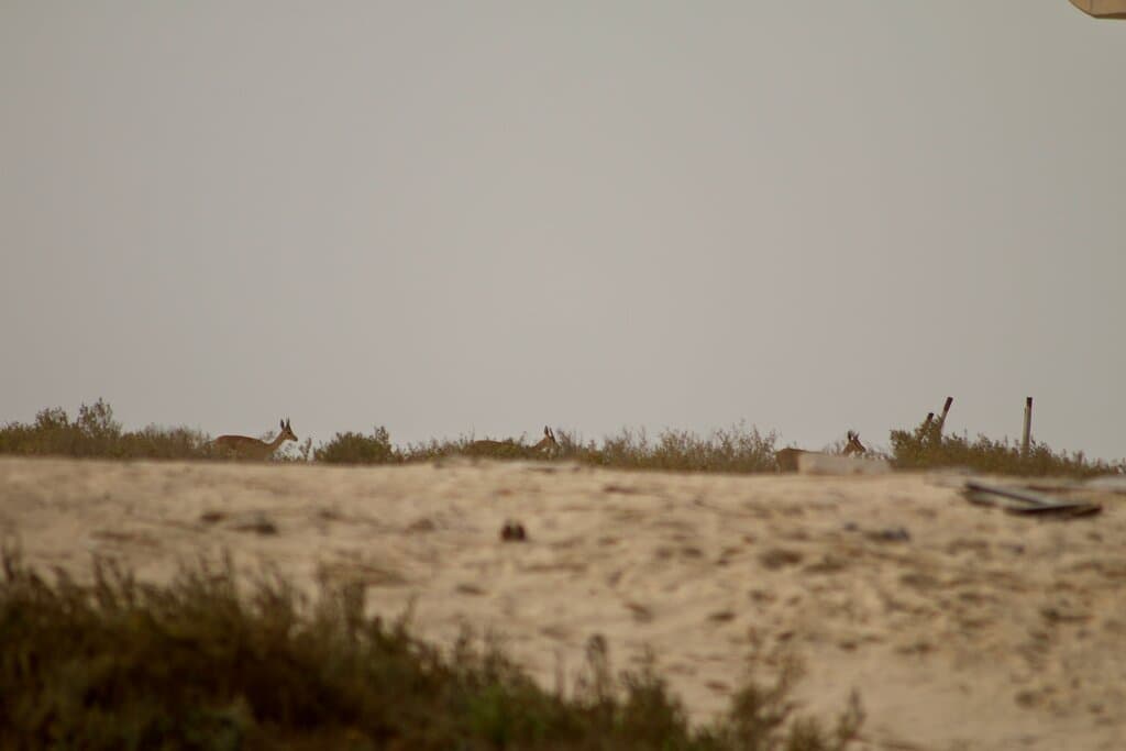 Jebel Ali Beach Dubai