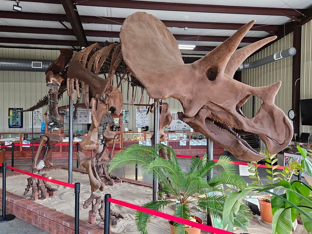 Henry the Triceratops, the largest of his kind