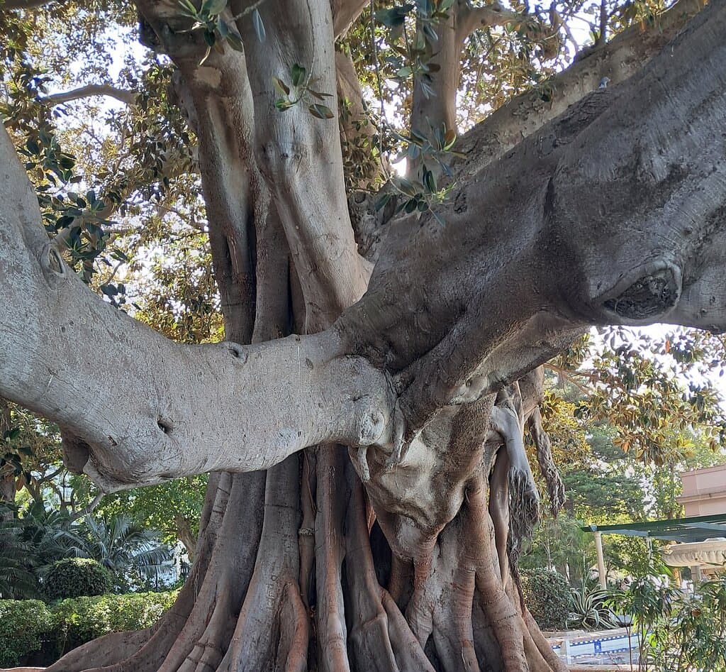 Jardines de Varela