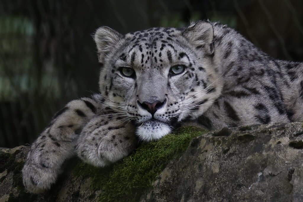Snow leopard at Marwell Zoo