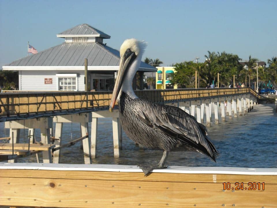 Wildlife Spotting