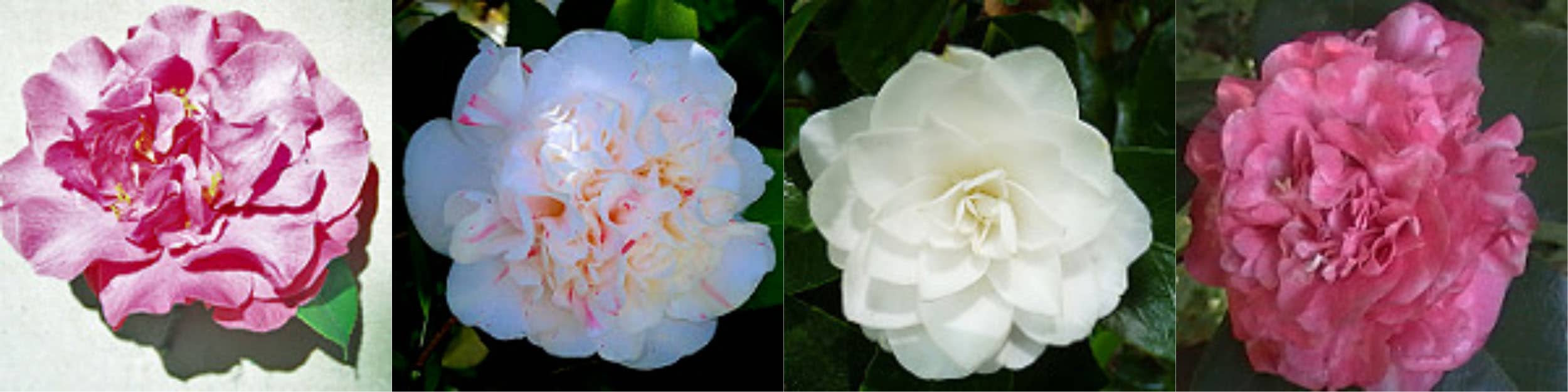 Expansive Heritage Garden