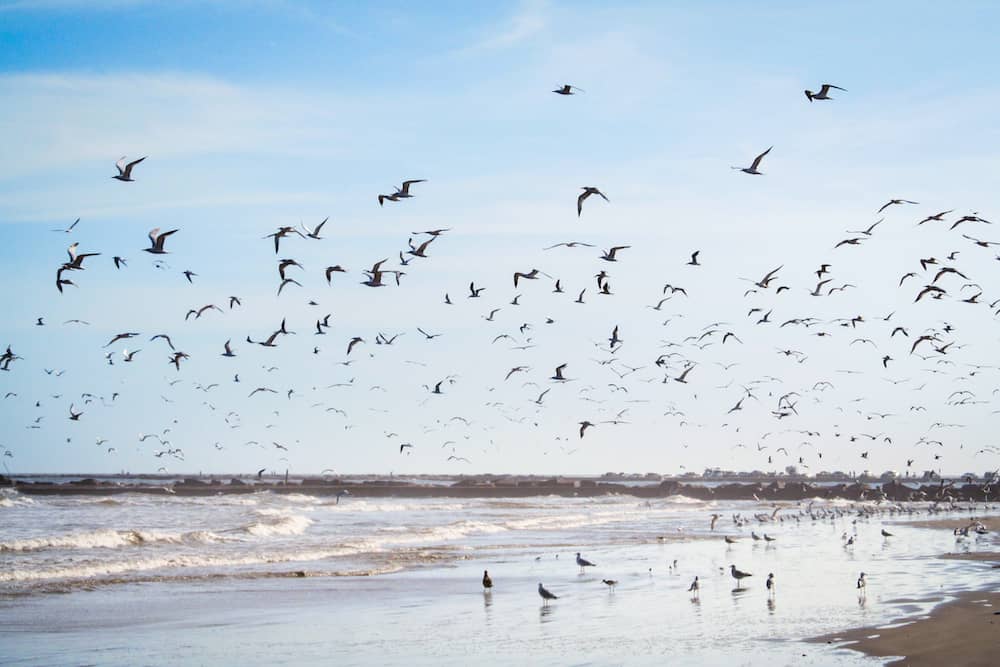 Gulf State Park Access