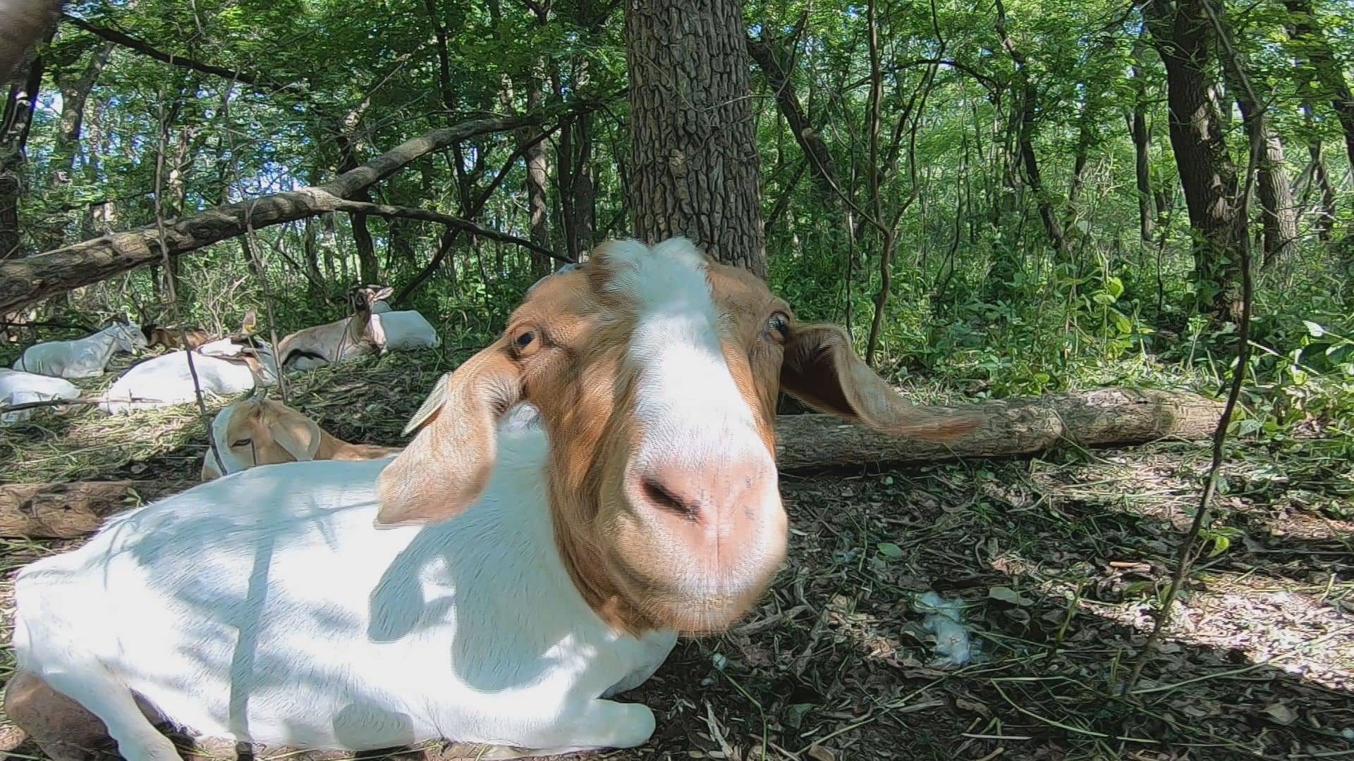 Goat Enclosure