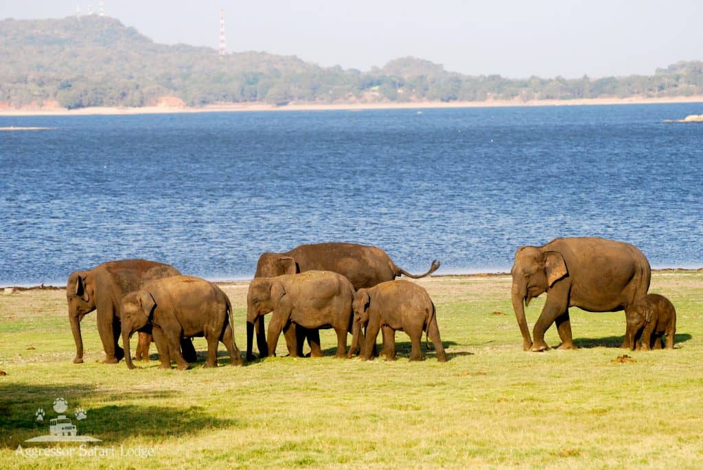 Diverse Wildlife Encounters