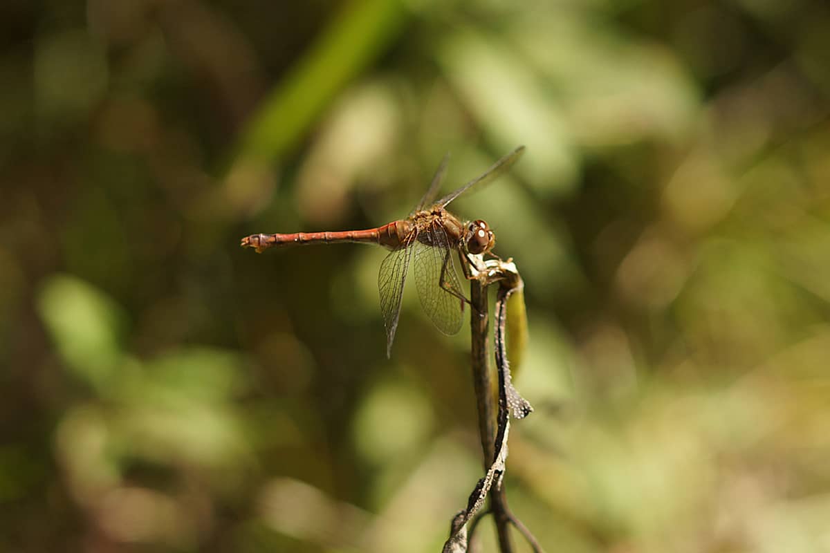 Wetland Wonders