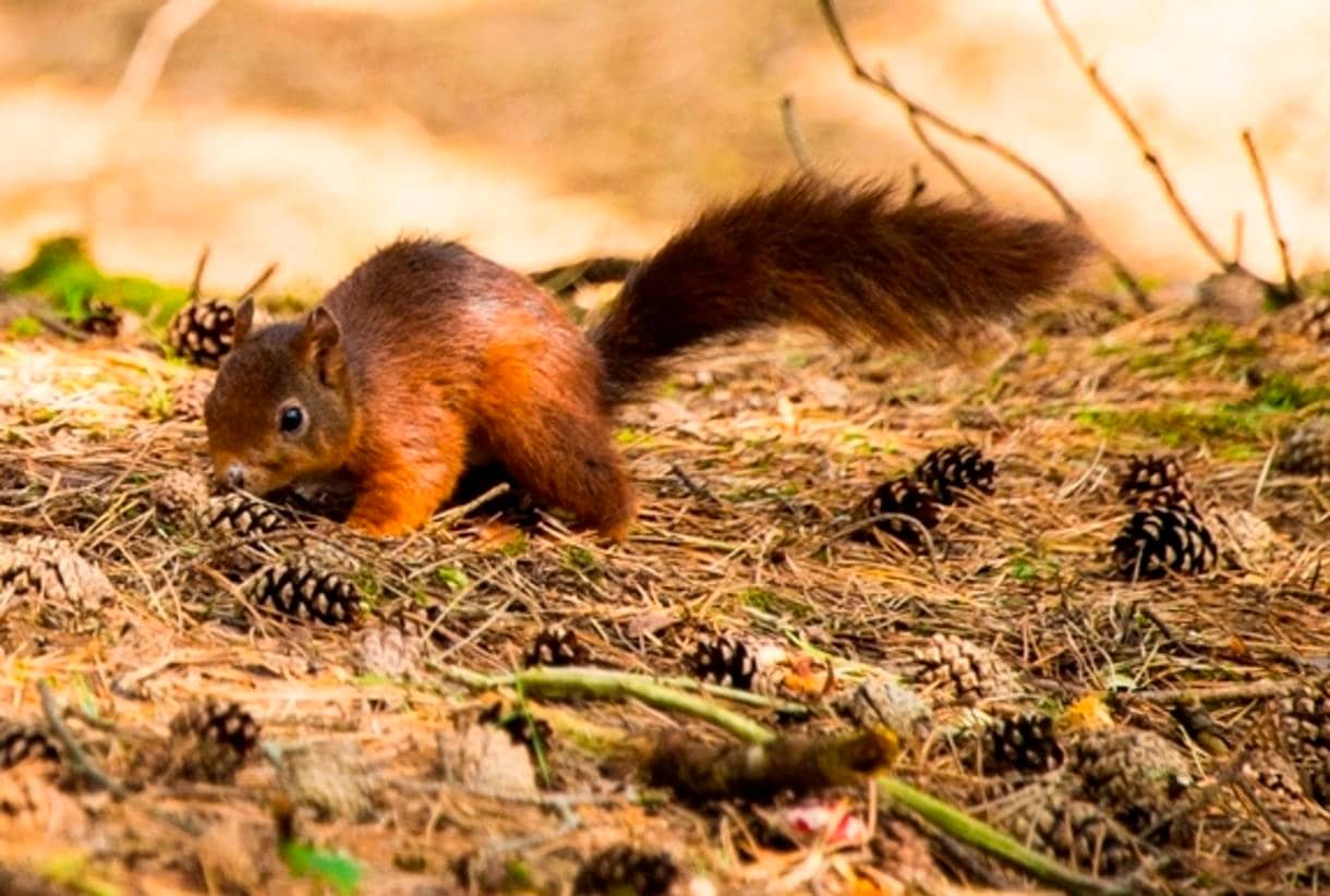 Red Squirrel Woodland