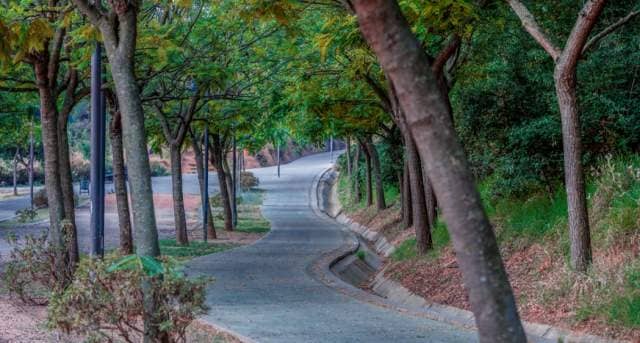 Scenic Walking Trails