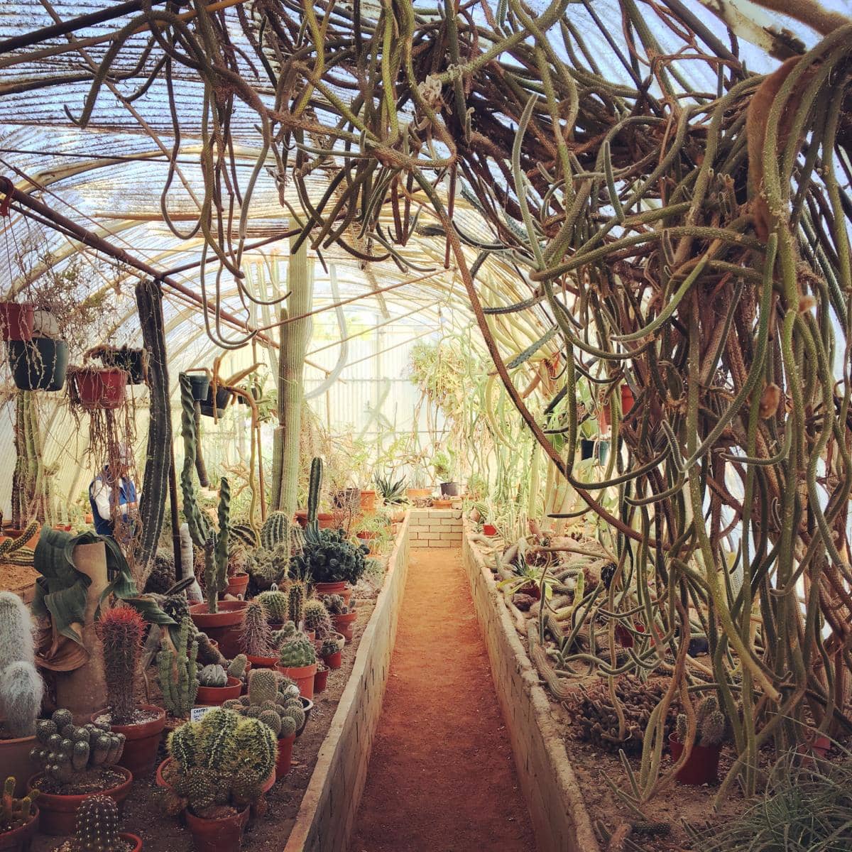 Desert Plant Diversity