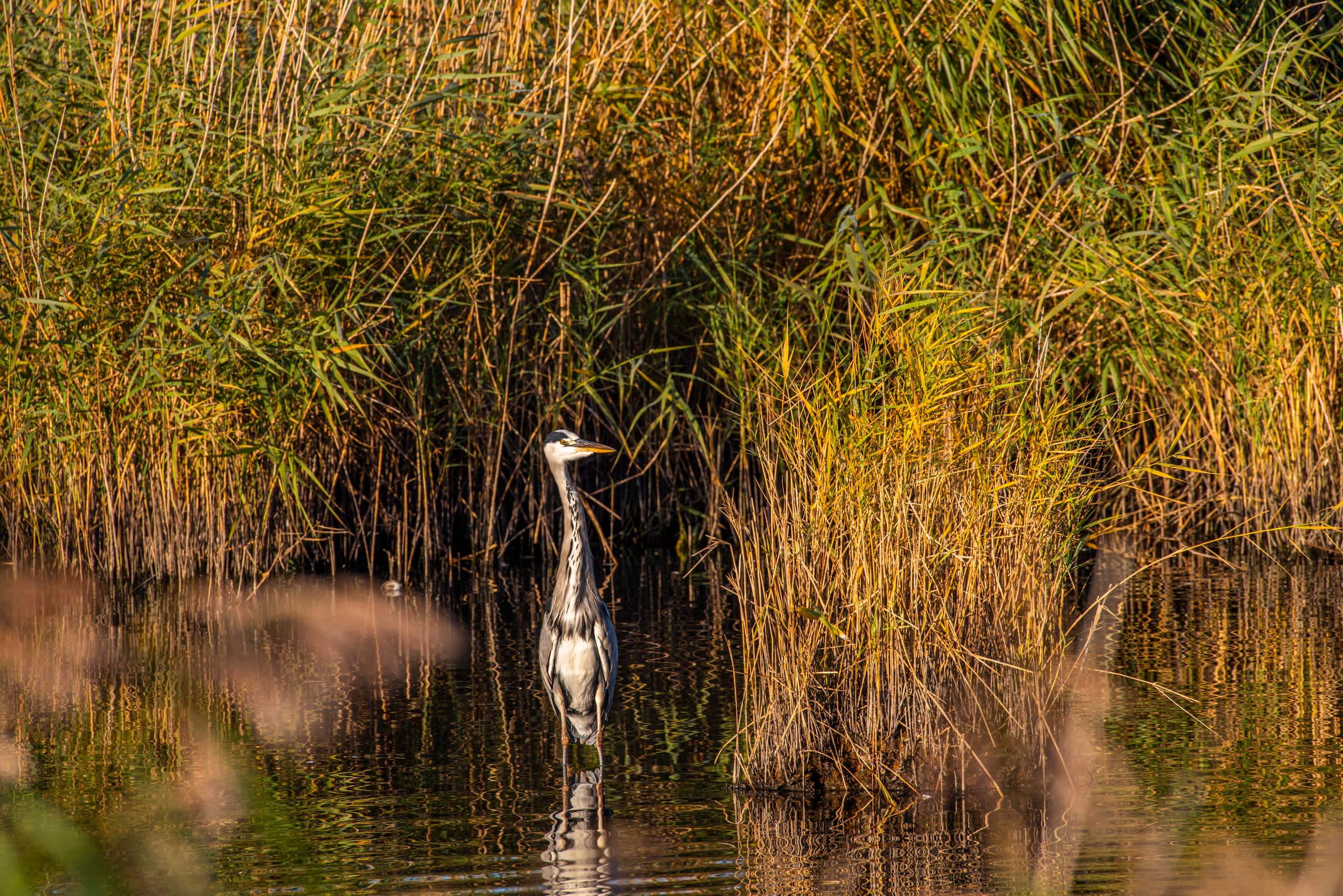 Lakeside Walks & Wildlife
