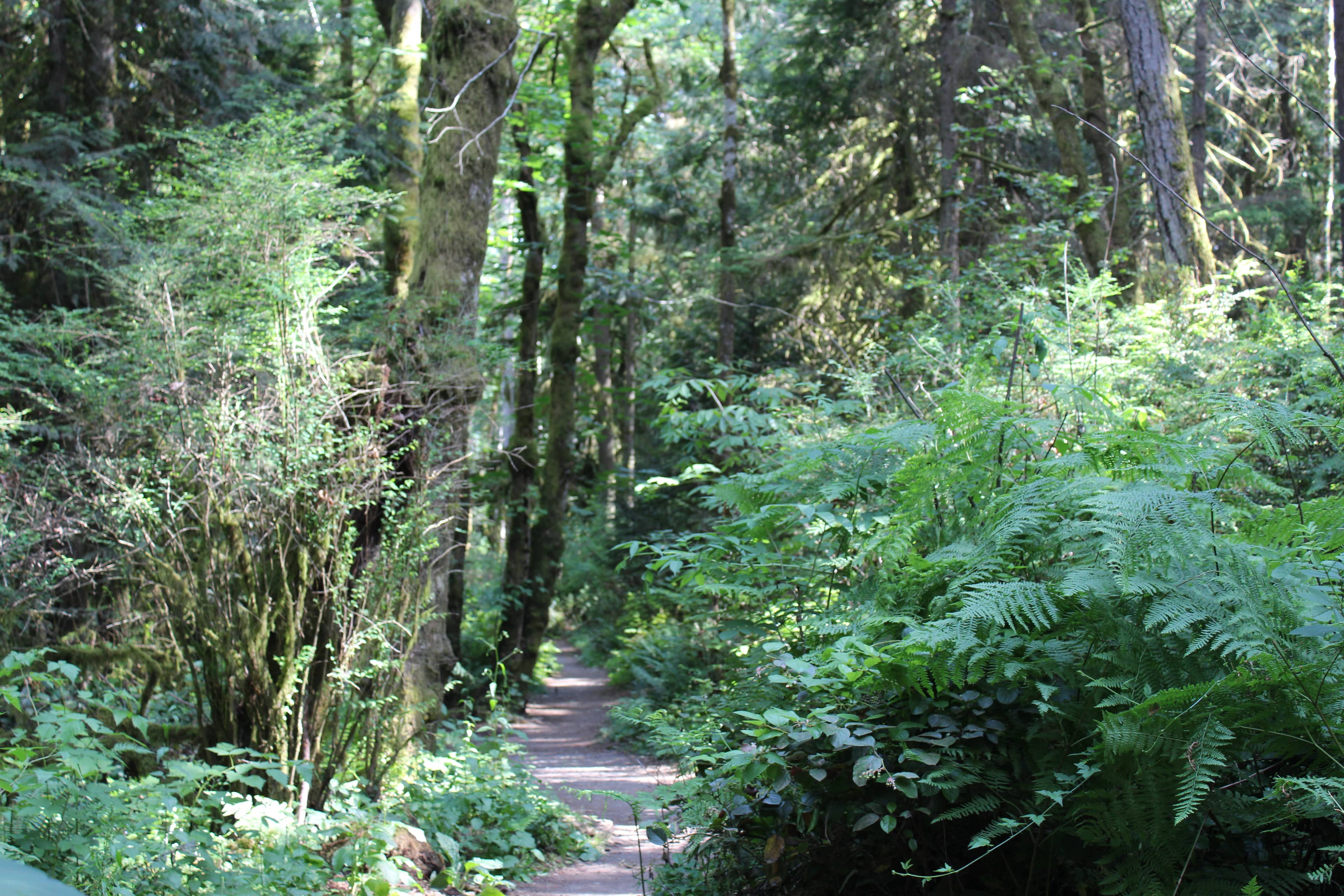 Lush Forest Trails