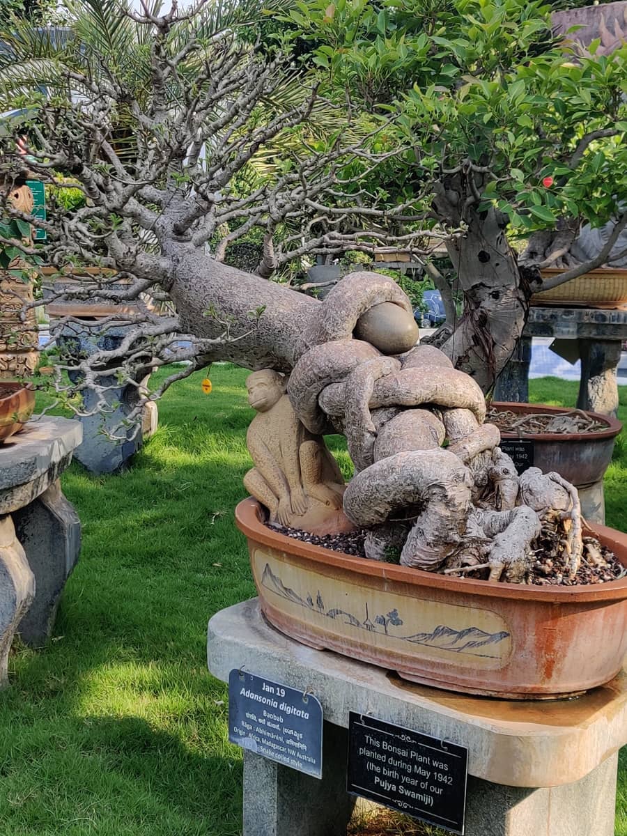 Bonsai Garden