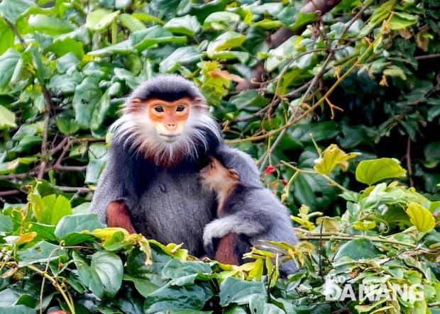 Rare Langur Sightings