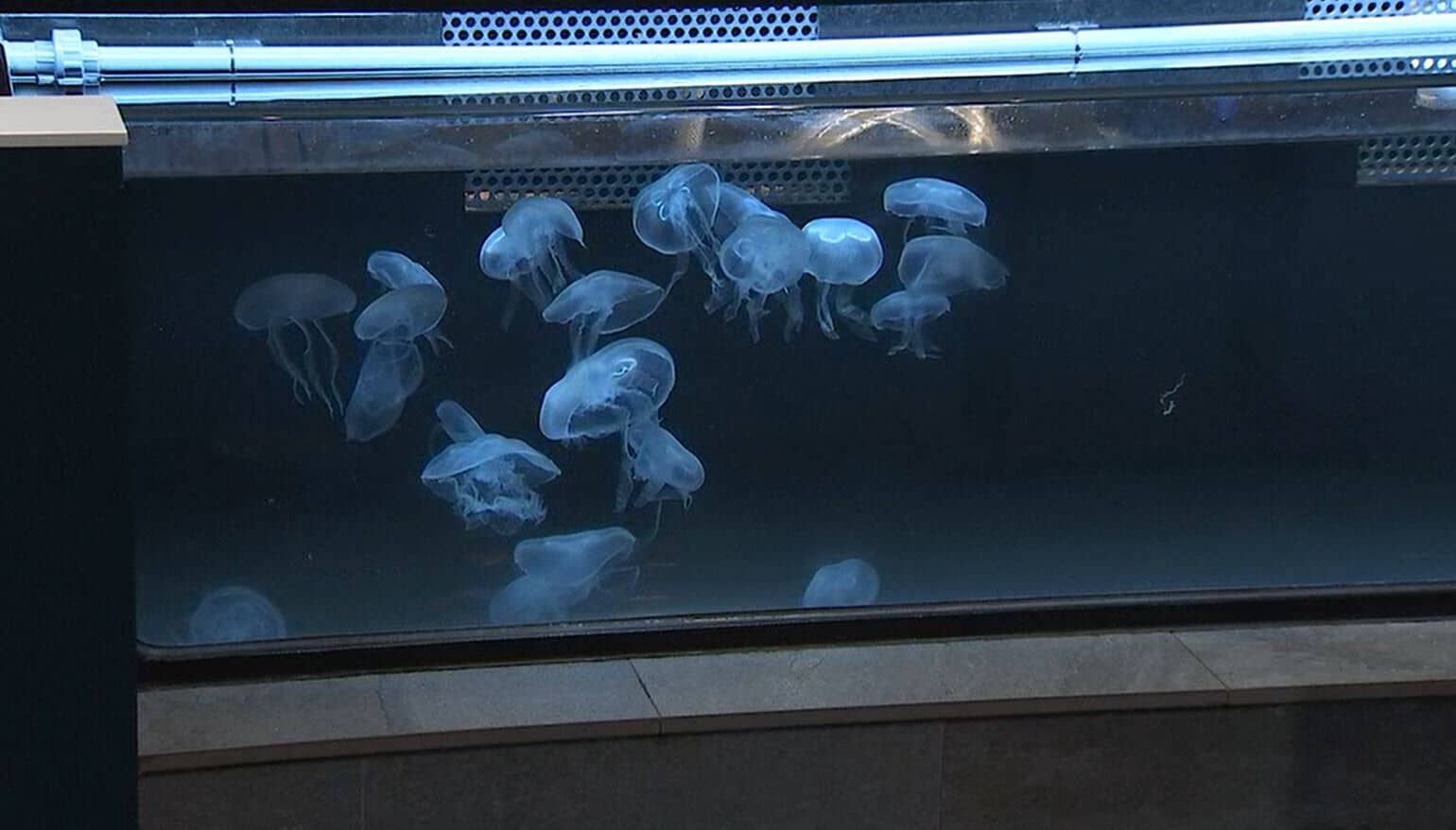 Jellyfish & Stingray Touch Pools