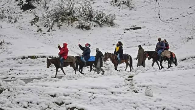 Pony Rides