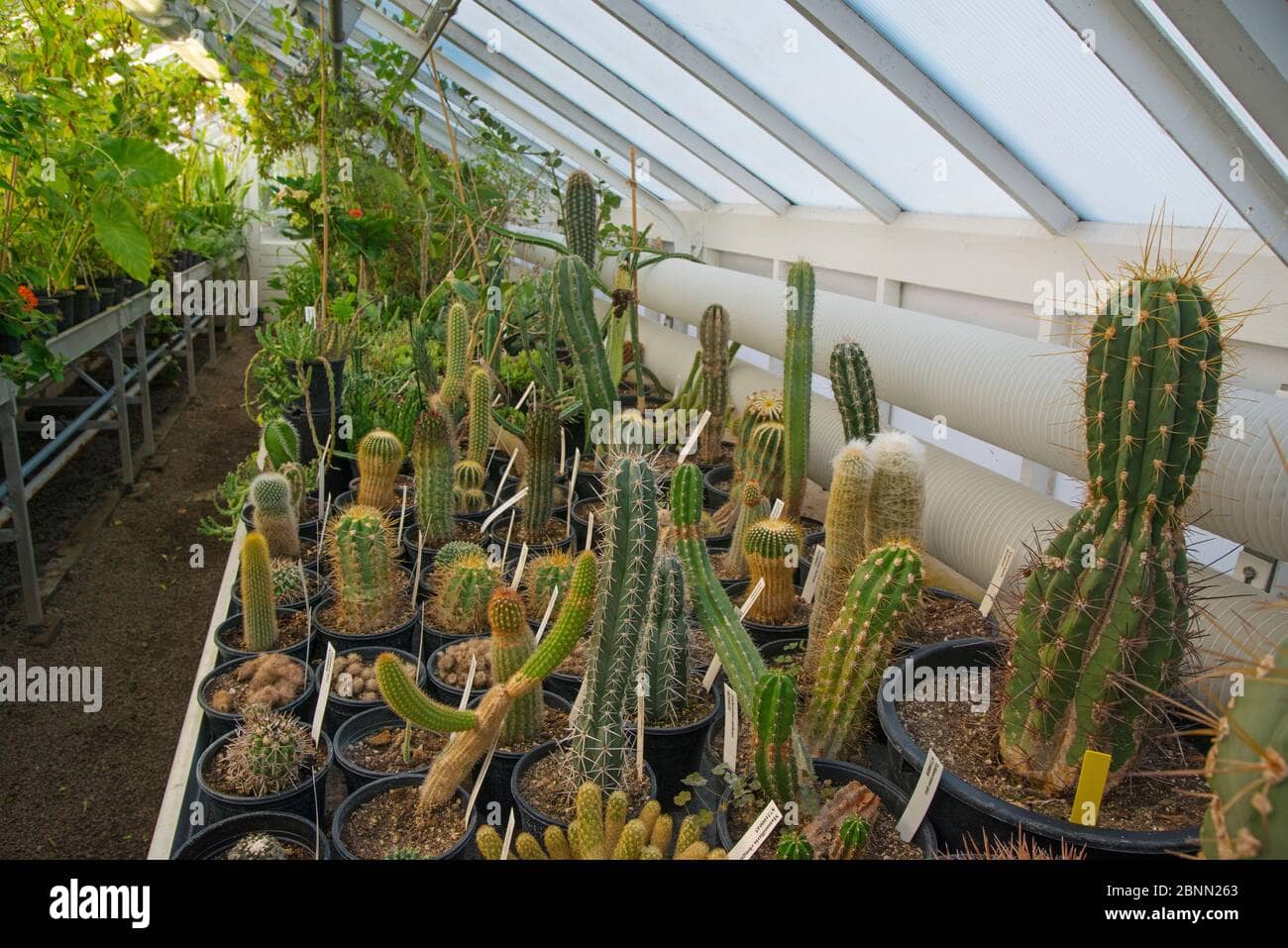 Cactus Greenhouse
